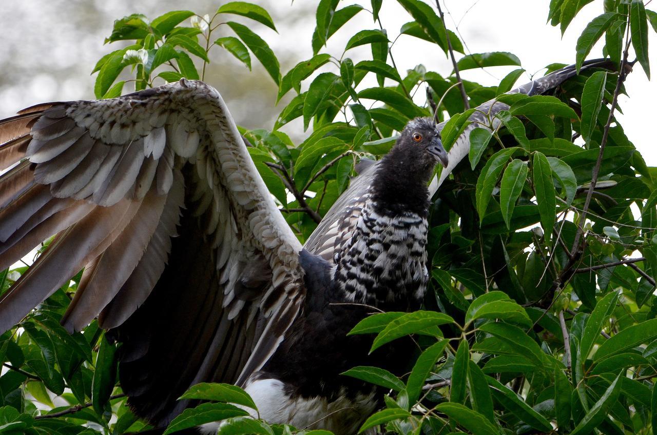 Yaku Amazon Lodge & Expeditions Параисо Экстерьер фото