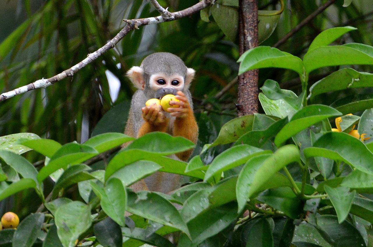 Yaku Amazon Lodge & Expeditions Параисо Экстерьер фото
